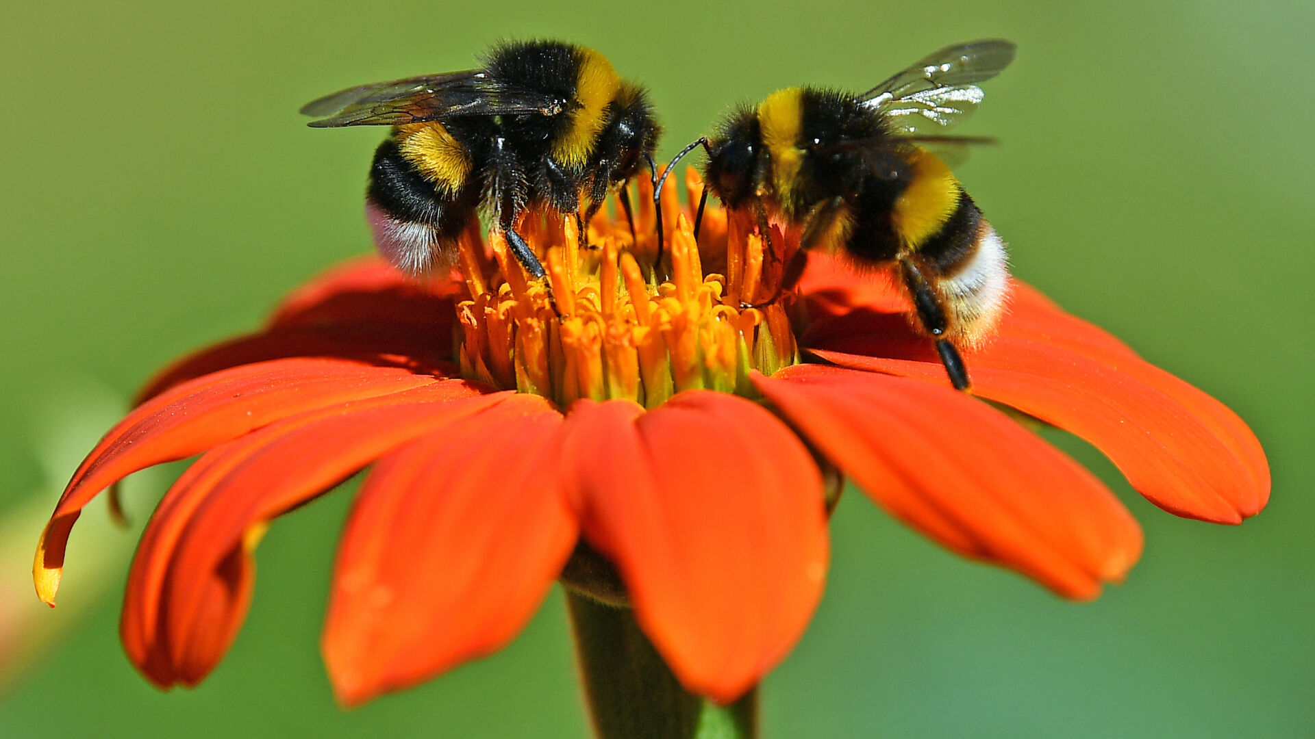 The bees